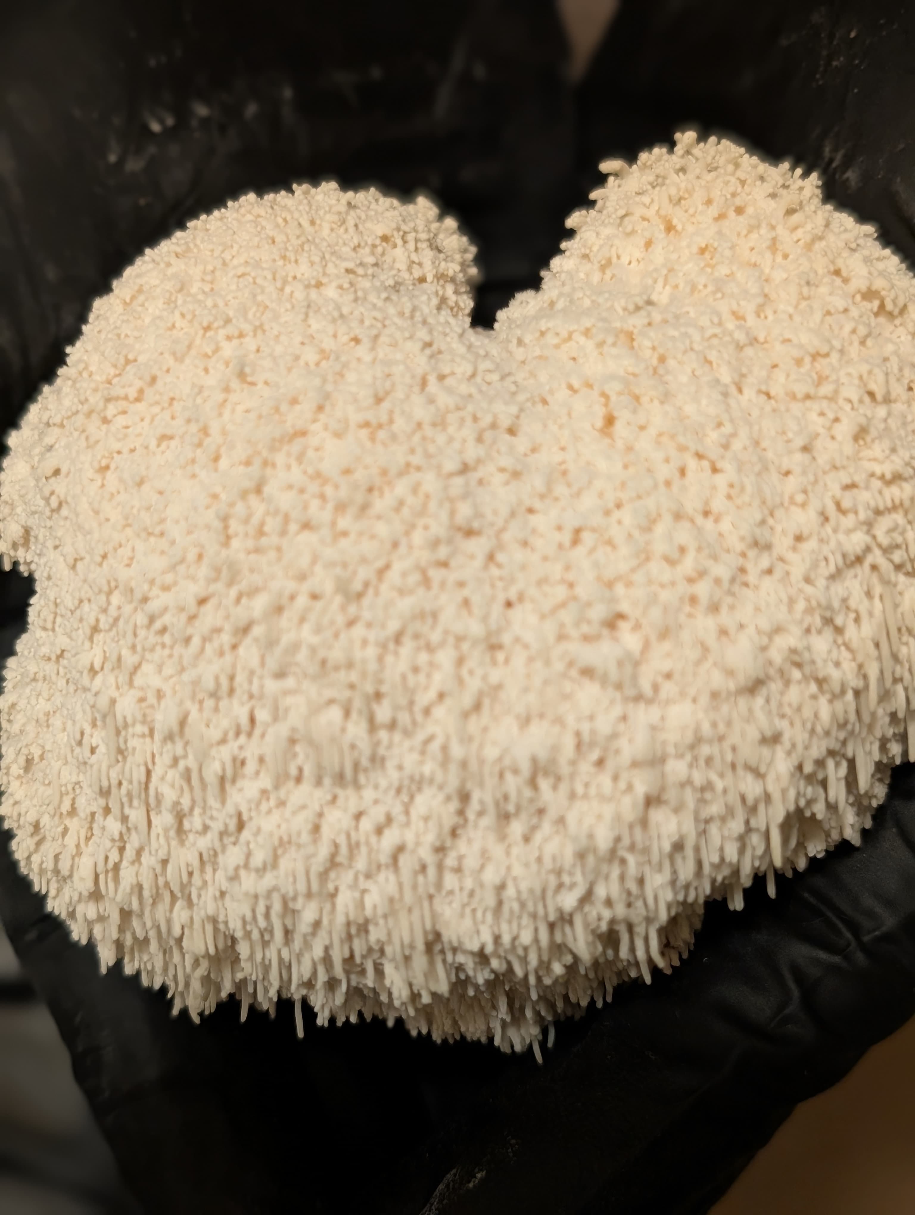 Close-up texture of fresh Lion's Mane mushroom